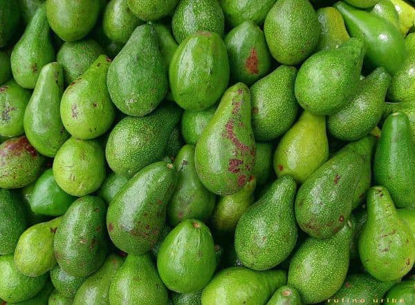 Estados Unidos reanudará inspecciones de aguacate en Michoacán