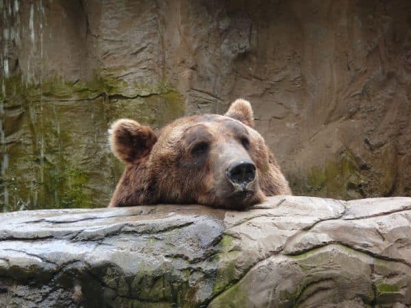 Im At-Baschinskiy-Raum wurden Felle von Schneeleoparden und Bären gefunden