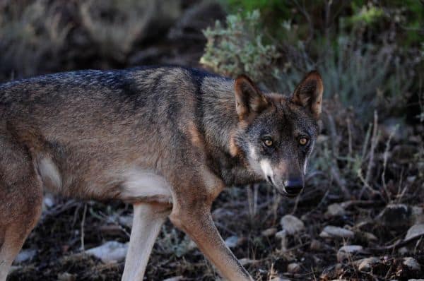 Vere政府 ändert Regelung für Entschädigungen bei Übergriffen des iberischen Wolfs