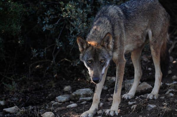 Vere政府 ändert Regelung für Entschädigungen bei Übergriffen des iberischen Wolfs
