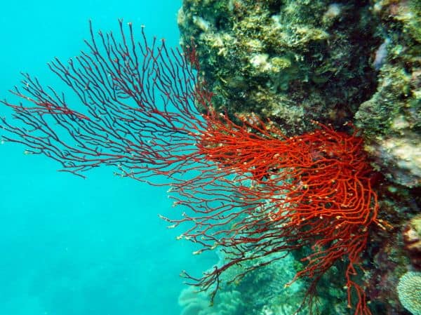 Koraalriff in het Great Barrier Reef toont eerste tekenen van herstel