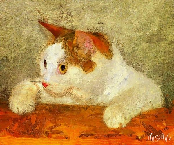 Montérégie: Se identifica un segundo gato con rabia